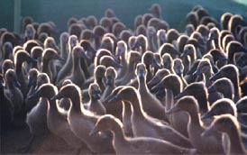 Photo by Nguyen Huu Anh Tuan